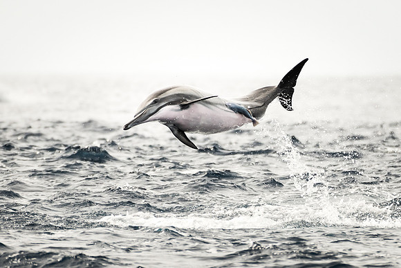 Dolphin for print-8002