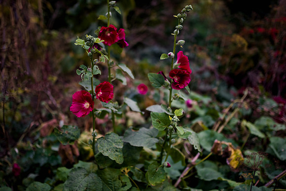 DSC_0195